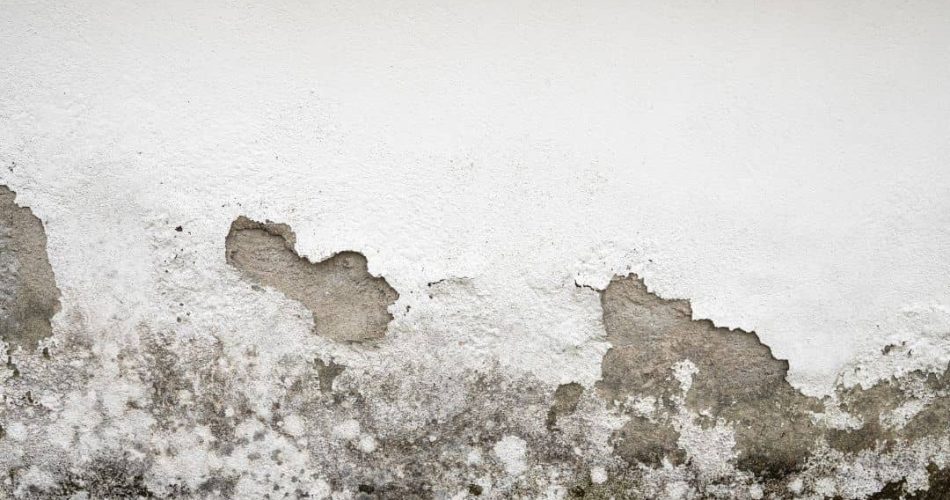 humedad y moho en la pared de un hogar