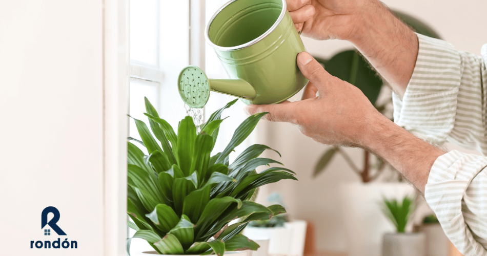 El riego para tus plantas y su importancia