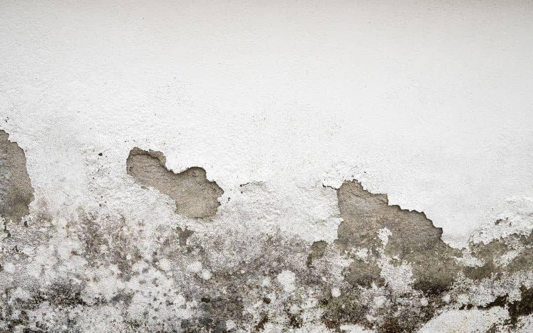 humedad y moho en la pared de un hogar